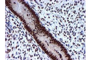 Image no. 11 for anti-Ubiquitin Specific Peptidase 7 (Herpes Virus-Associated) (USP7) antibody (ABIN1498592) (USP7 抗体)