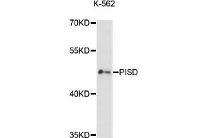 Western blot analysis of extracts of K-562 cells, using PISD antibody (ABIN6293744) at 1:3000 dilution. (PISD 抗体)