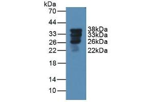 Figure. (Surfactant Protein A1 抗体  (AA 21-248))