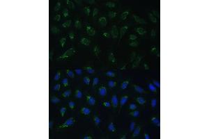 Immunofluorescence analysis of U-2 OS cells using HIGD1A Polyclonal Antibody (ABIN7267642) at dilution of 1:100 (40x lens). (HIGD1A 抗体  (AA 1-93))