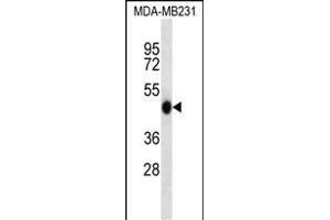 WIPI2 Antibody (N-term) (ABIN657237 and ABIN2846338) western blot analysis in MDA-M cell line lysates (35 μg/lane). (WIPI2 抗体  (N-Term))