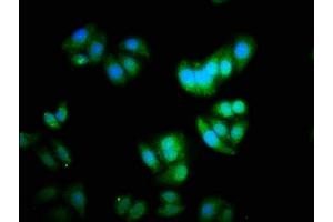 Immunofluorescence staining of HepG2 cells with ABIN7150368 at 1:333, counter-stained with DAPI. (Id2 抗体  (AA 1-134))