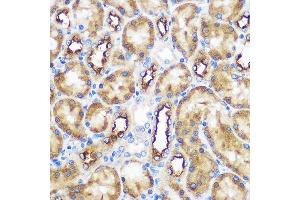 Immunohistochemistry of paraffin-embedded Rat kidney using WWC2 Rabbit pAb (ABIN7271389) at dilution of 1:100 (40x lens). (WWC2 抗体)