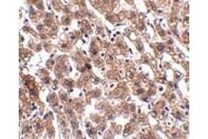 Immunohistochemistry of HAAO in human liver tissue with HAAO antibody at 2. (HAAO 抗体  (N-Term))