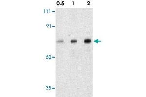 Western blot analysis of AATF in human small intestine tissue lysate with AATF polyclonal antibody  at 0. (AATF 抗体  (C-Term))
