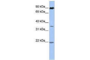Western Blotting (WB) image for anti-Ring Finger Protein 219 (RNF219) antibody (ABIN2458734) (RNF219 抗体)