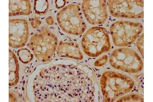 IHC image of ABIN7150293 diluted at 1:300 and staining in paraffin-embedded human kidney tissue performed on a Leica BondTM system. (REV1 抗体  (AA 1035-1160))