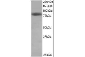 Antibody staining (0. (NDC80 抗体  (C-Term))