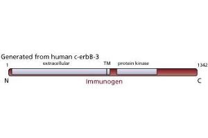 Image no. 1 for anti-Receptor Tyrosine-Protein Kinase ErbB-3 (ERBB3) antibody (ABIN967437)