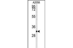 Western blot analysis of anti-BP2 Antibody (C-term) (ABIN392213 and ABIN2841909) in  cell line lysates (35 μg/lane). (WBP2 抗体  (C-Term))