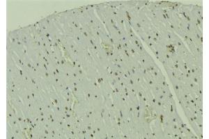 ABIN6273545 at 1/100 staining Mouse muscle tissue by IHC-P. (CRTC1 抗体  (Internal Region))