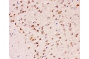 IHC-P staining of mouse brain tissue (APEX1 抗体  (AA 2-318))