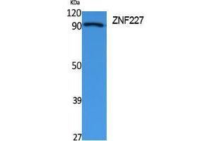 Western Blotting (WB) image for anti-Zinc Finger Protein 227 (ZNF227) (Internal Region) antibody (ABIN3187644) (ZNF227 抗体  (Internal Region))