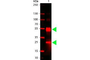 Human IgG (H&L) Antibody 680 Conjugated - Western Blot. (兔 anti-人 IgG Antibody (DyLight 680) - Preadsorbed)