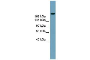 Western Blotting (WB) image for anti-ATP-Binding Cassette, Sub-Family A (ABC1), Member 12 (ABCA12) (Middle Region) antibody (ABIN2781522)