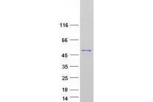 Western Blotting (WB) image for N-Acyl Phosphatidylethanolamine phospholipase D (NAPEPLD) (Transcript Variant 1) protein (Myc-DYKDDDDK Tag) (ABIN2726820)