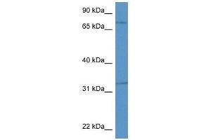 Western Blot showing Scg2 antibody used at a concentration of 1. (SCG2 抗体  (Middle Region))