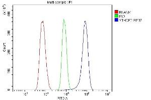 anti-YTH Domain Family, Member 2 (YTHDF2) (N-Term) antibody