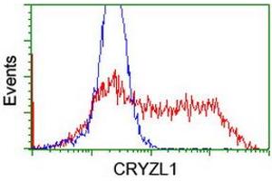 Image no. 5 for anti-Crystallin, Zeta, Homolog antibody (ABIN1497654)
