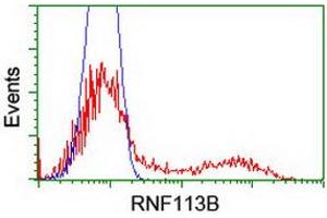 HEK293T cells transfected with either RC205407 overexpress plasmid (Red) or empty vector control plasmid (Blue) were immunostained by anti-RNF113B antibody (ABIN2455436), and then analyzed by flow cytometry. (RNF113B 抗体)