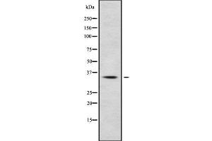 Western blot analysis of HOXC13 using HepG2 whole cell lysates (HOXC13 抗体  (C-Term))