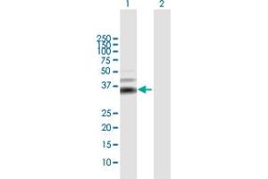Western Blot analysis of MOS expression in transfected 293T cell line by MOS MaxPab polyclonal antibody. (MOS 抗体  (AA 1-346))