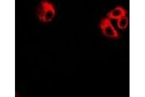 Immunofluorescent analysis of eIF3C staining in U2OS cells. (EIF3C 抗体)