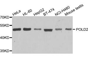 Western blot analysis of extracts of various cell lines, using POLD2 antibody. (POLD2 抗体)