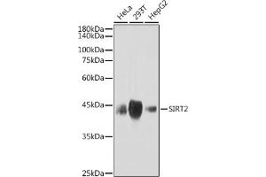 Western blot analysis of extracts of various cell lines, using SIRT2 antibody (ABIN1680889, ABIN3018355, ABIN3018356 and ABIN7101597) at 1:1000 dilution. (SIRT2 抗体)