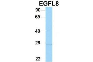 Host:  Rabbit  Target Name:  EGFL8  Sample Type:  Hela  Antibody Dilution:  1. (EGFL8 抗体  (C-Term))