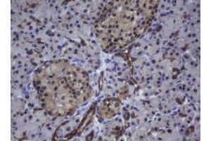 Image no. 1 for anti-Zinc Finger and SCAN Domain Containing 4 (ZSCAN4) (AA 164-433) antibody (ABIN1490994) (ZSCAN4 抗体  (AA 164-433))