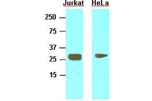 Western Blotting (WB) image for anti-High Mobility Group Box 1 (HMGB1) (AA 1-215), (N-Term) antibody (ABIN356226) (HMGB1 抗体  (N-Term))