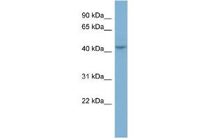 WB Suggested Anti-PGCP Antibody Titration:  0. (CPQ 抗体  (N-Term))