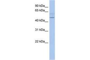 Image no. 1 for anti-PWWP Domain Containing 2B (PWWP2B) (AA 35-84) antibody (ABIN6743509) (PWWP2B 抗体  (AA 35-84))