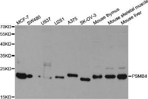 Western Blotting (WB) image for anti-Proteasome (Prosome, Macropain) Subunit, beta Type, 4 (PSMB4) antibody (ABIN1876898) (PSMB4 抗体)