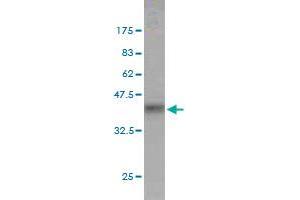 Western Blotting (WB) image for anti-Fragile X Mental Retardation, Autosomal Homolog 1 (FXR1) (AA 121-220) antibody (ABIN563542)
