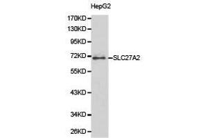 Western Blotting (WB) image for anti-Solute Carrier Family 27 (Fatty Acid Transporter), Member 2 (SLC27A2) antibody (ABIN1874822) (SLC27A2 抗体)
