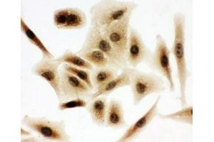 ICC testing of A549 cells (BUB3 抗体  (Middle Region))