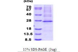 MRPS23 Protein (AA 1-190) (His tag)