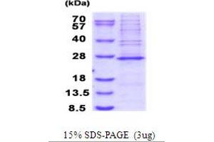 SDS-PAGE (SDS) image for Mitochondrial Ribosomal Protein S23 (MRPS23) (AA 1-190) protein (His tag) (ABIN5853942)