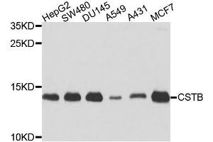 Western blot analysis of extracts of various cell lines, using CSTB antibody (ABIN5972004) at 1/1000 dilution. (CSTB 抗体)