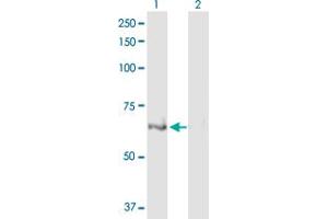 Western Blot analysis of ULK4 expression in transfected 293T cell line by ULK4 MaxPab polyclonal antibody. (ULK4 抗体  (AA 1-580))
