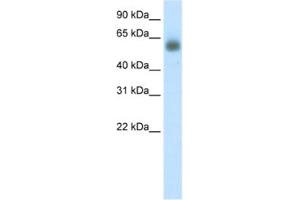 Western Blotting (WB) image for anti-Grainyhead-Like 3 (GRHL3) antibody (ABIN2460671) (GRHL3 抗体)