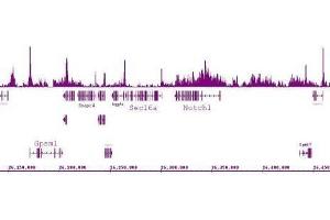 Histone H4K5ac antibody (pAb) tested by ChIP-Seq. (Histone H4 抗体  (acLys5))