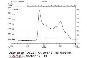 Gel filtration (Desmoglein 1 Protein (DSG1) (AA 50-548) (His tag))