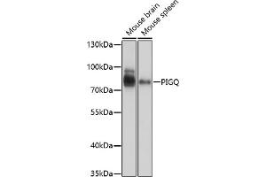 Western blot analysis of extracts of various cell lines, using PIGQ antibody (ABIN7269290) at 1:1000 dilution. (PIGQ 抗体  (AA 1-200))