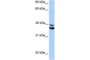 Western Blotting (WB) image for anti-MyoD Family Inhibitor Domain Containing (MDFIC) antibody (ABIN2463382) (MDFIC 抗体)