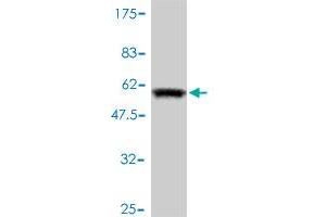 Western Blotting (WB) image for anti-Low Density Lipoprotein Receptor Adaptor Protein 1 (LDLRAP1) (AA 1-263) antibody (ABIN565226)