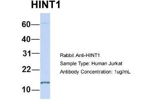 Host: Rabbit  Target Name: HINT1  Sample Tissue: Human Jurkat  Antibody Dilution: 1.