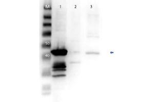 Western Blot of Anti-MEK1 N Term Antibody.